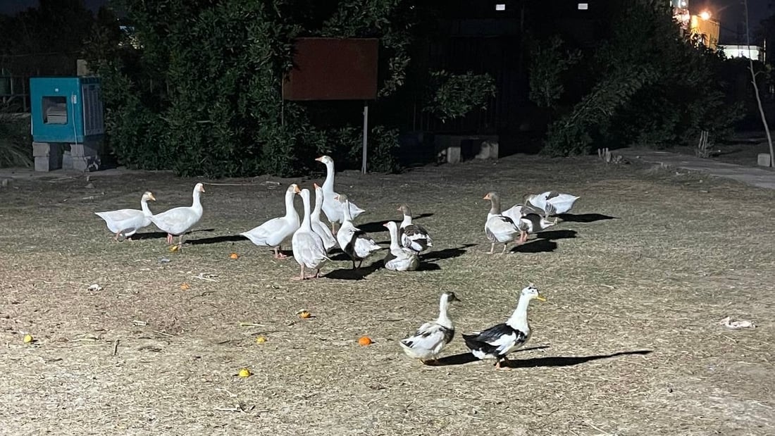 صور: مطيرجية ديالى يراقبون طيورهم بالكاميرات.. اللصوص يكثرون في الشتاء!
