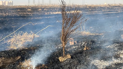 تراکتۆرێک و 120 دۆنم زەوى پەرێز و دەغڵودان سوتا