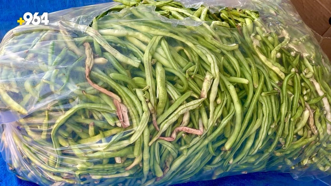 صور: وصول “التوحة” من بساتين شمال البصرة.. تنافس لوبياء سامراء لكن لشهر واحد