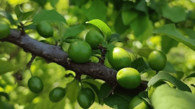 هەڵوژە ترشەکەی هەڵەبجە پێگەیشت