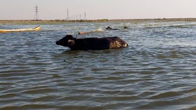 Water buffalo return to marshes after rainfall