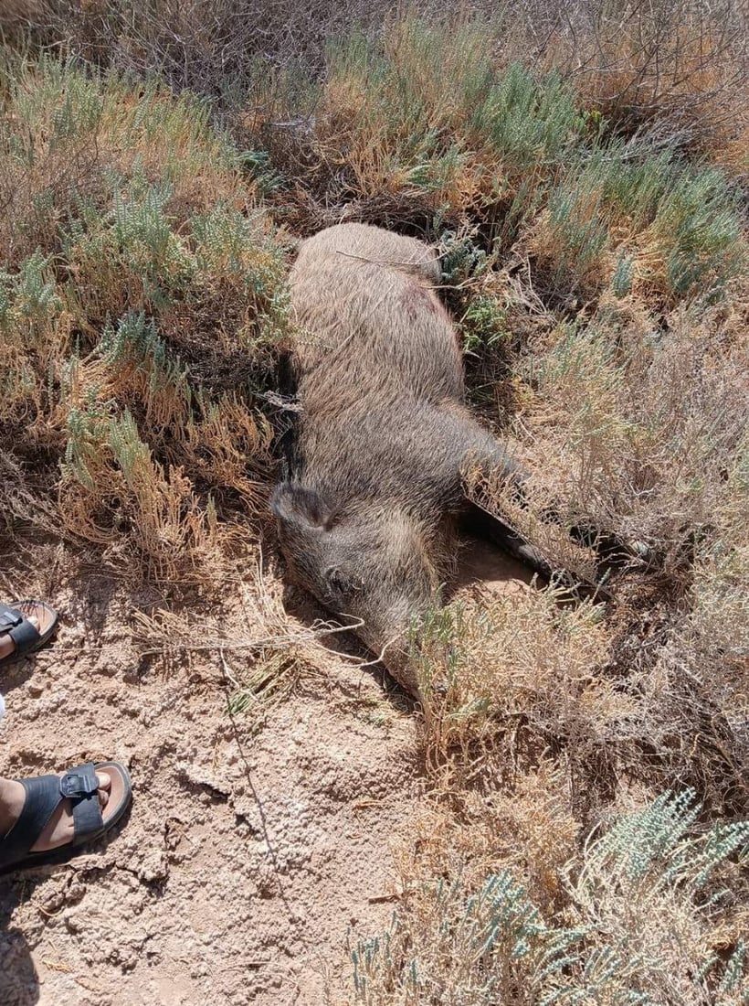 فيديو: خنازير جائعة تمشي في التقاطعات وتدهسها السيارات في السماوة