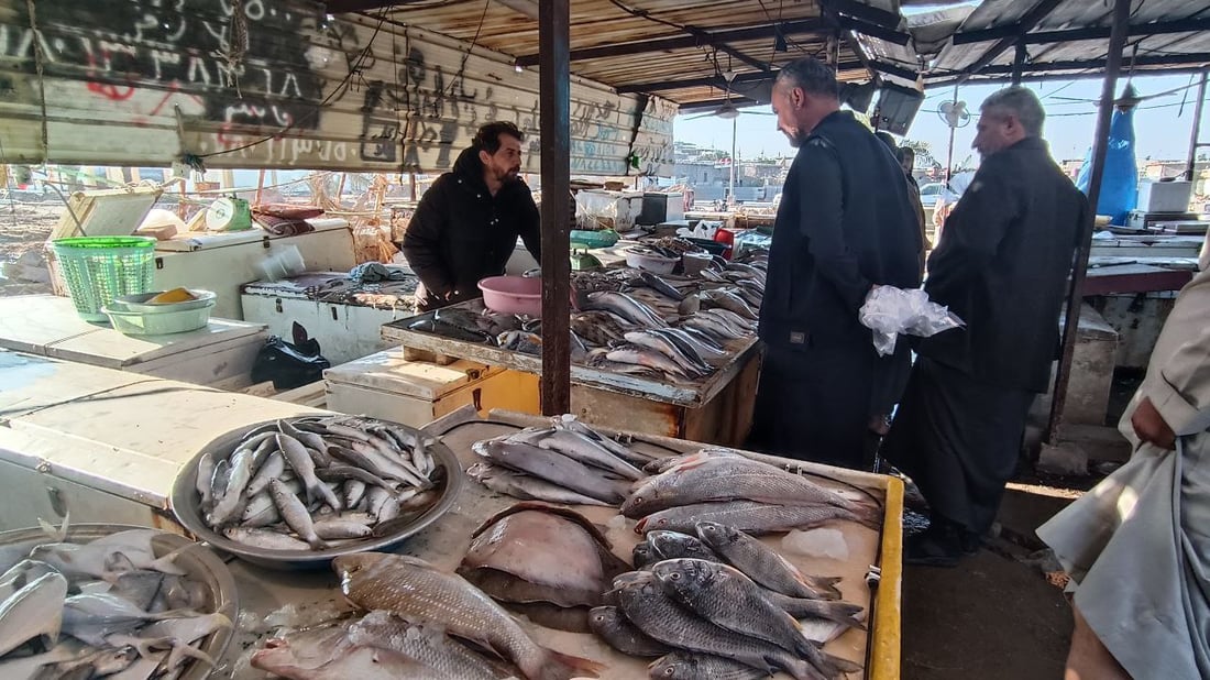 صور من مرسى النقعة: تعرف على أصناف السمك في مزاد الفاو الصباحي