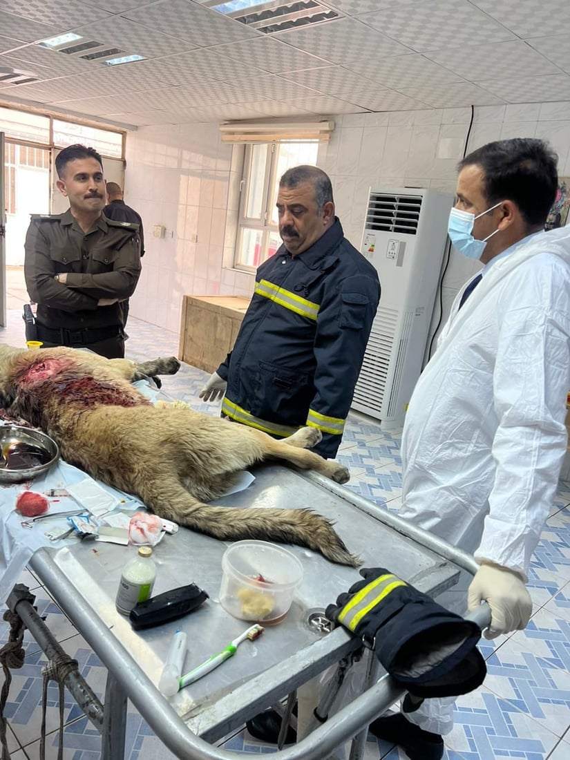 صور: إنقاذ “كلب” تعرض لإطلاق نار في كركوك.. رجال الدفاع المدني جلبوه للبيطرة