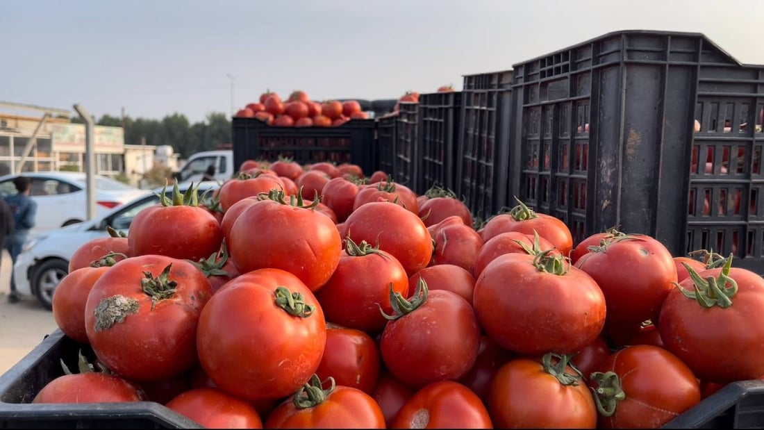 صور: أسعار طماطم النجف تنهار أمام الإيرانية.. الدعم الحكومي توقف والحدود مفتوحة