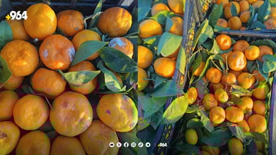 لە عەلوەی کەلار پیکابێک لالەنگی خراپبوو لەناوبرا