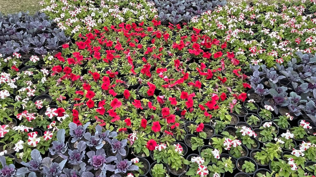 Basra’s city municipality hosts flower exhibition