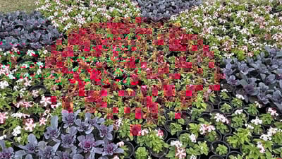 Basra’s city municipality hosts flower exhibition