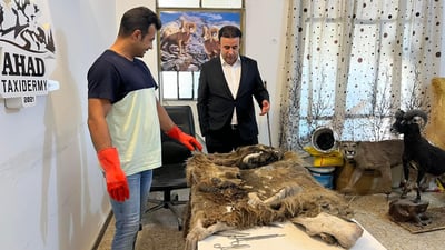 Balakayati bear preserved for display in Soran’s national park following shooting