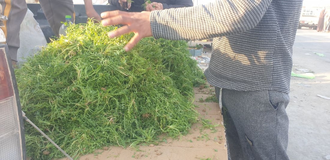 صور: بعد الكمأ.. “رشاد البر” يغزو أسواق الخضروات في المثنى