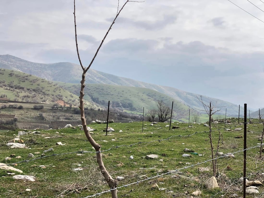 شارەوانیى گاپیڵۆن نەمامەکانى خۆشدەوێت و بە سیاج دەیانپارێزێت