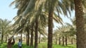 Basra witnesses increase in palm tree cultivation