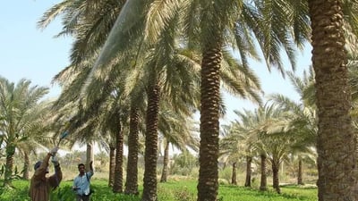 Basra witnesses increase in palm tree cultivation