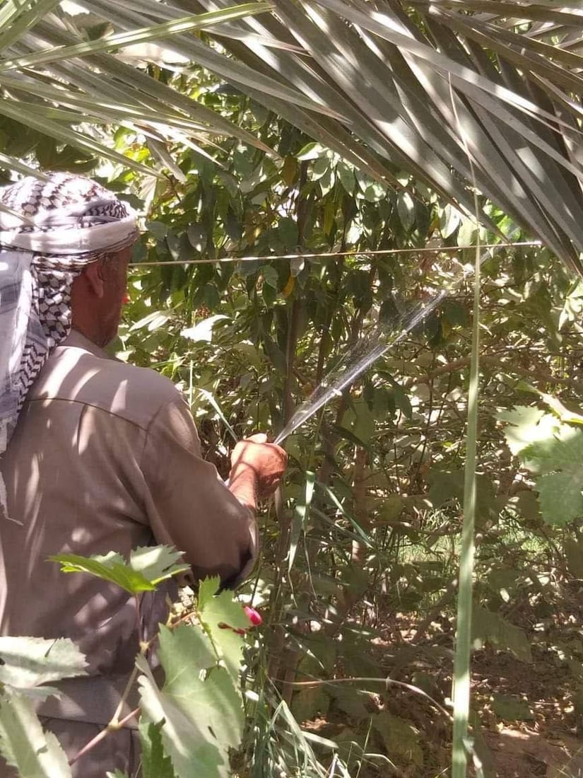 “عنكبوت الغبار” في كربلاء.. الزراعة تحذر الفلاحين من بساتين النخيل المهملة (صور)