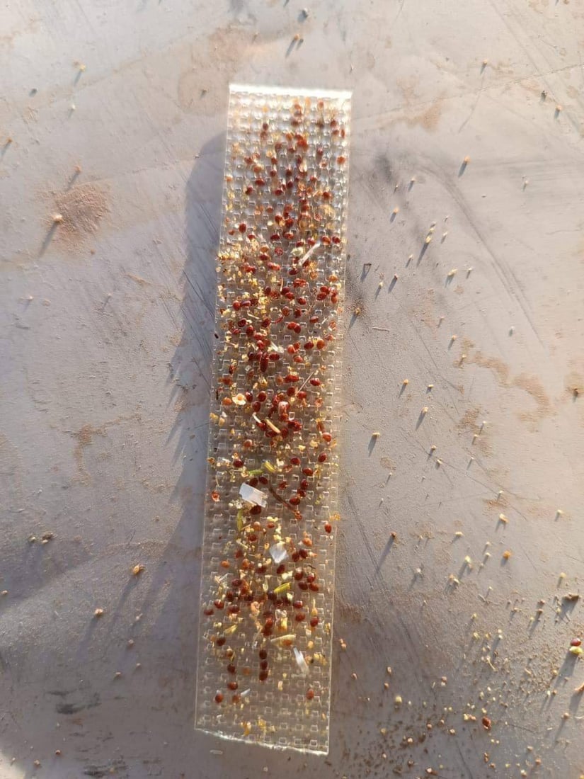 صور: النحل يعجز عن الطيران في عقرة.. الخريف حمل فايروساً وقلل الإنتاج