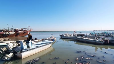 فيديو من صيد البحر اليوم في مرسى الفاو وقائمة بأصناف السمك والأسعار