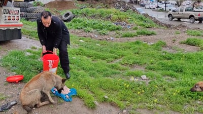 ئاژه‌ڵدۆستێكى قه‌ڵادزێ نان بۆ سه‌گه‌ برسییه‌كان دابین ده‌كات