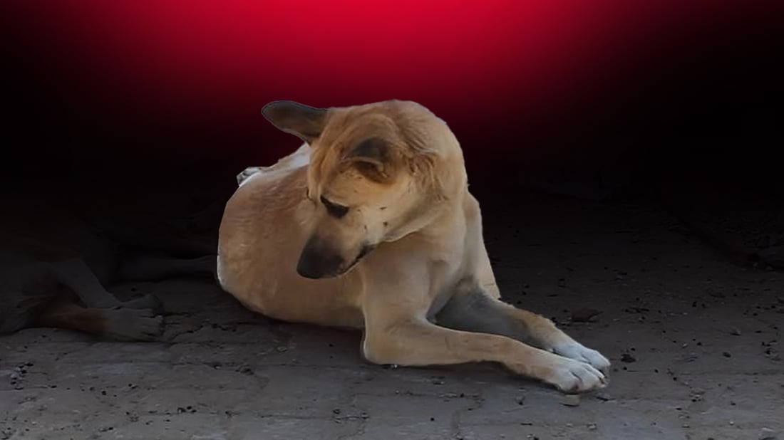 ساڵی 2025 عێراق بە دۆخێکی مەترسیداری سەگە بێلانەکان تێپەڕیوە