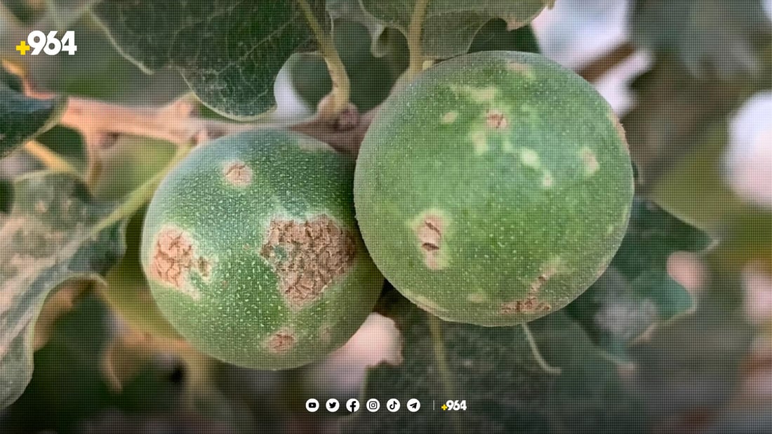 لە ماوەی دوو رۆژدا دهۆک 50 تۆن مازی هەناردە کردووە