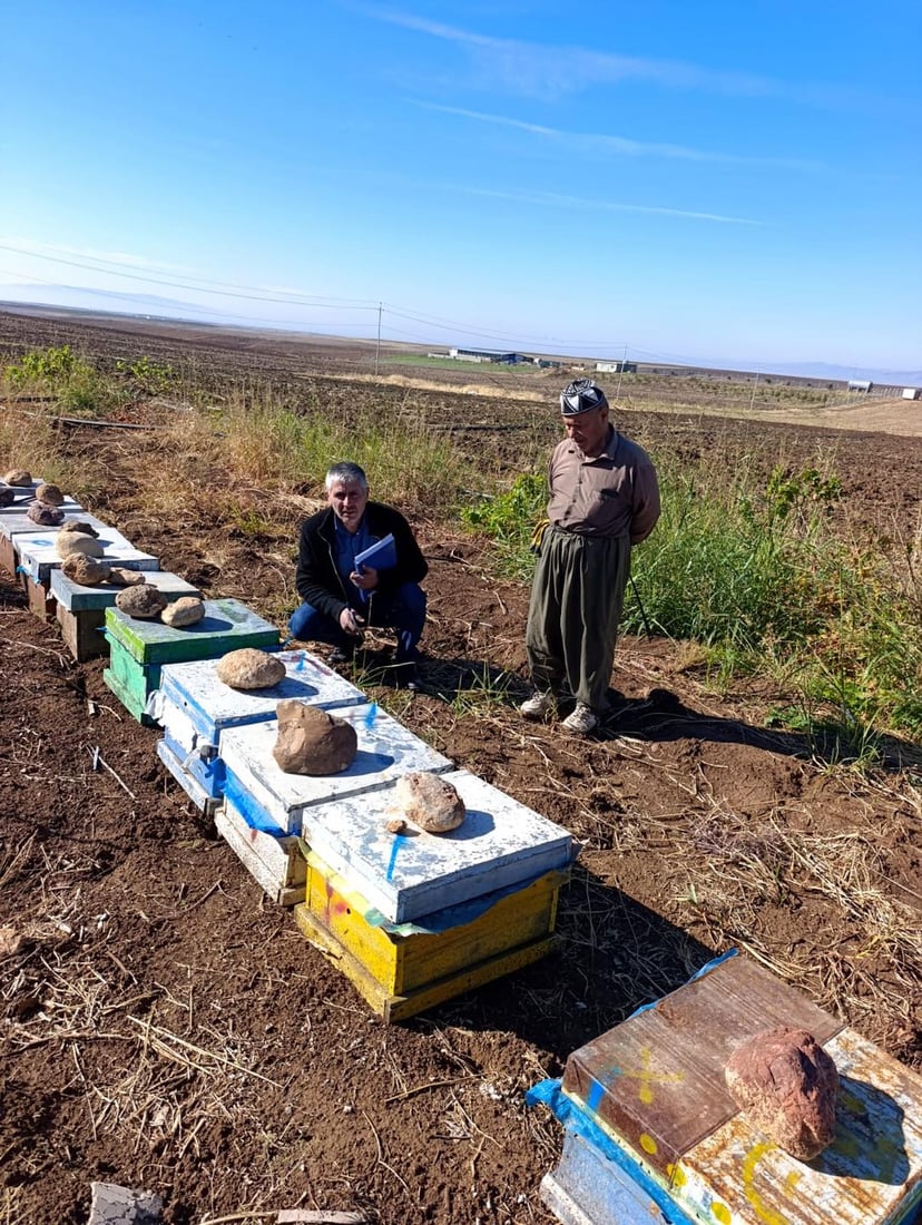 له‌ ئاكرێ سه‌رژمێری بۆ مێش هه‌نگه‌كان ده‌كرێت