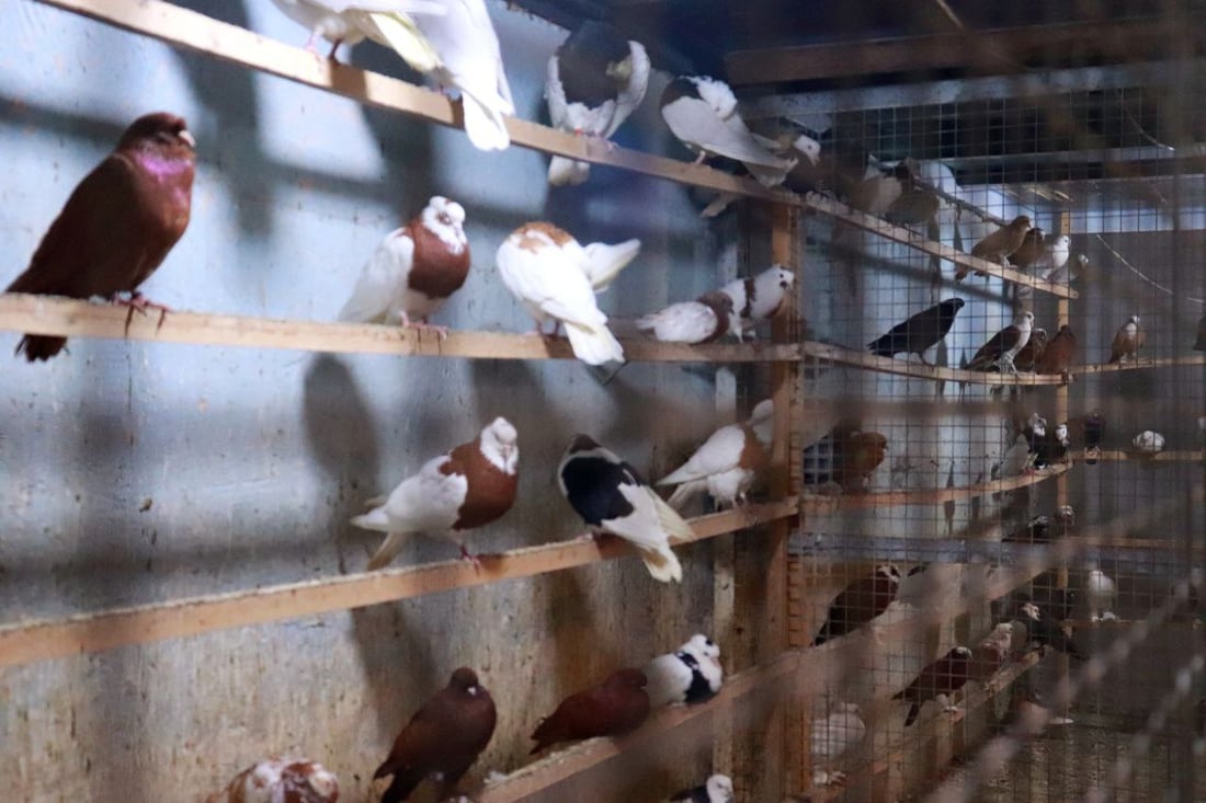 نظرة على أسعار الطيور في كربلاء من أحد أقدم “مطيرجية” طويريج (صور)