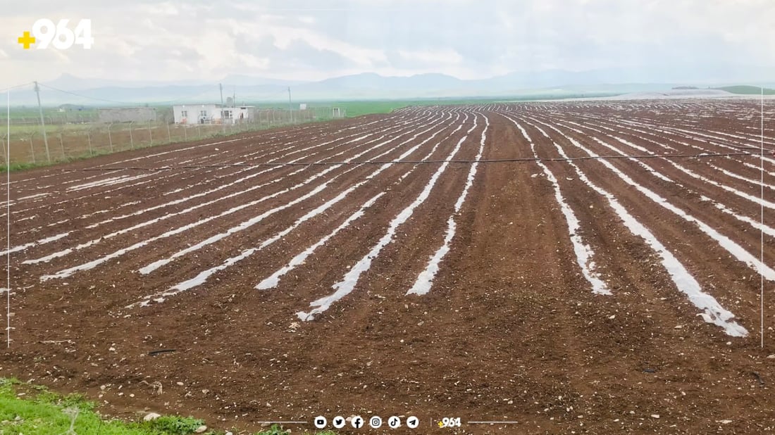 جووتیاران دەستیان بە دروستکردنی نەوار و گۆل کرد 