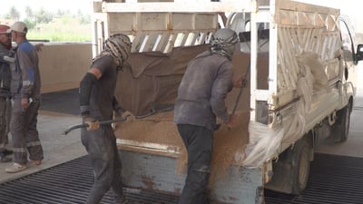 محصول الحنطة في بابل ارتفع 30%.. انتهى التسويق وتحقق الاكتفاء