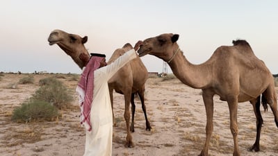 A herder keeping a 300-year Iraqi camel line off the Gulf market