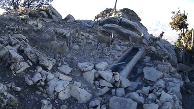 بێ بارانییە و ئاژه‌ڵدۆستانى قه‌ره‌داغى ئاو بۆ ئاژه‌ڵ و باڵنده‌كان دابین دەكەن