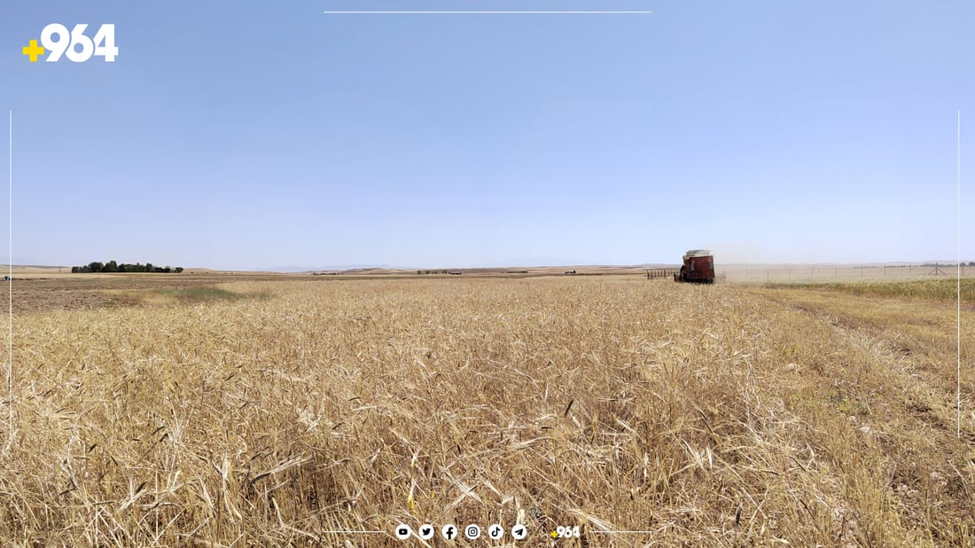 لە هەر دۆنمێکدا 178 کیلۆ گەنم لە جوتیاران وەردەگیرێت