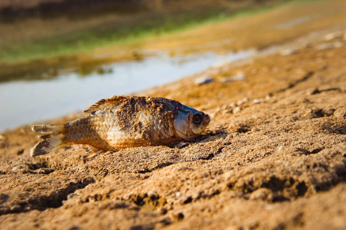 964 به‌دواداچوون بۆ له‌ناوچوونى سه‌دان ماسی له‌ ئاوى سیروان ده‌كات