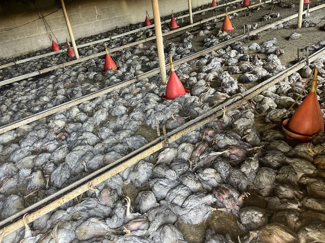 ئاگر لە هەناوی کێڵگەیەکی پەلەوەری سنووری بنگرد هەڵگیرسا