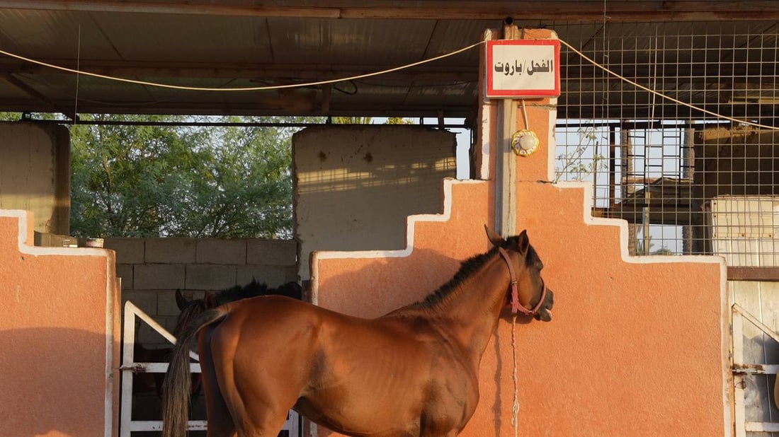 فحل خليجي أنيق يهجن خيول شمال البصرة.. علموا أولادكم عند “أسد”