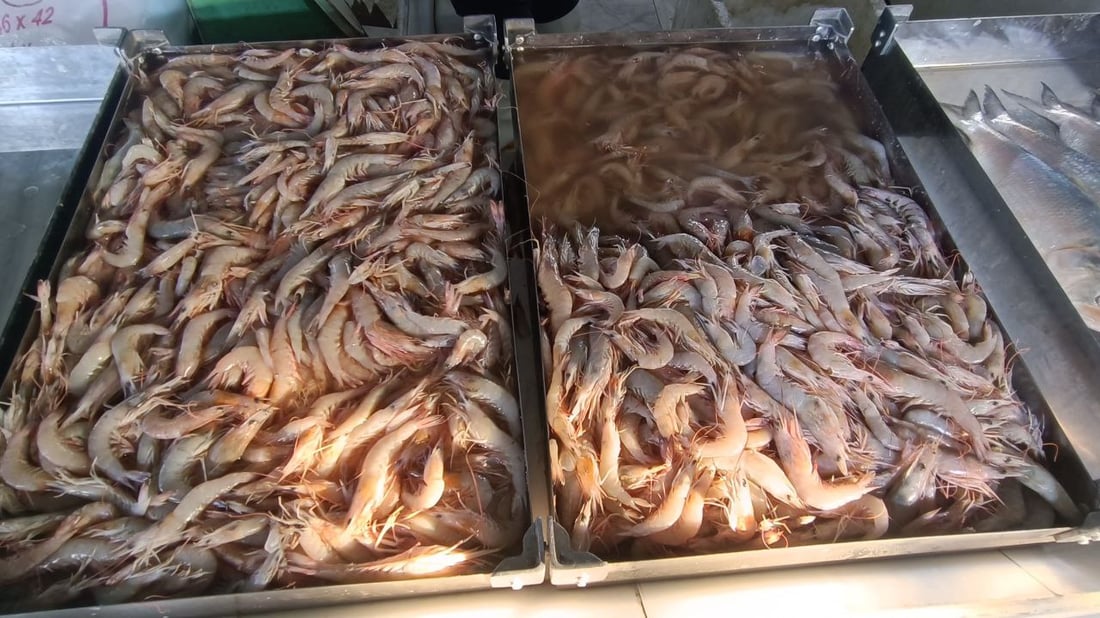 صور: عواصف “البارح” انتهت والأسماك عادت إلى الفاو.. 500 كغم زبيدي