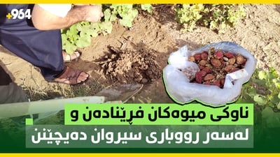 ناوکی میوەکان فڕێنادەن و لەسەر رووباری سیروان دەیچێنن