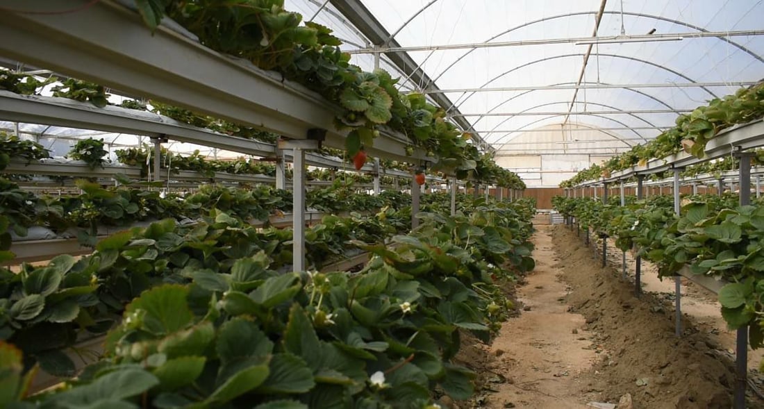 صور: جنائن فراولة “معلقة” في راوة على طريقة البابليين.. وجني الثمار بدأ