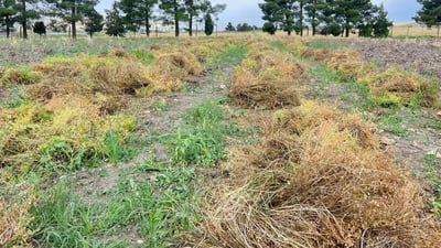 بنکەی توێژینەوەی کشتوکاڵی بازیان دروێنەی بەرهەمی بنەتۆی نیسکەکەی کرد 