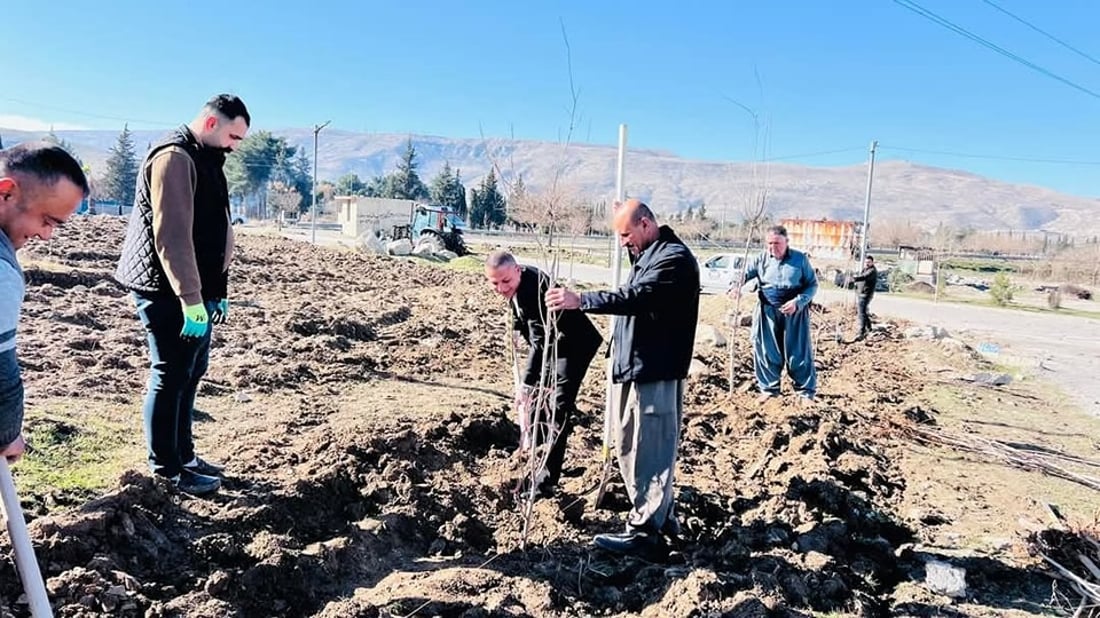 ساڵانه‌ 60 نه‌مامى توو ده‌به‌خشێت و شاره‌وانى گۆپاڵه‌ش ده‌یچێنن