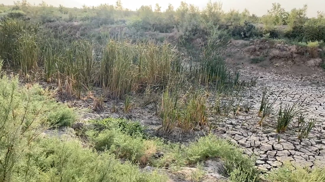 خابت الآمال بزارعة الرز شمال ميسان.. ليس هذا ما كنا نتوقعه من الخطة!