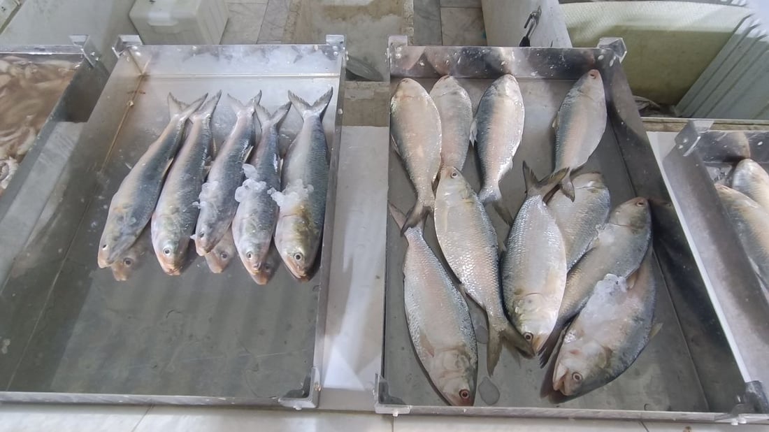 صور: عواصف “البارح” انتهت والأسماك عادت إلى الفاو.. 500 كغم زبيدي