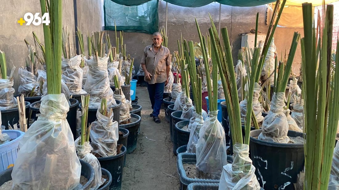 صور من البصرة: “أبو سجاد” يبيع أجود النخيل والسر في مختبرات البرحي و”العجوة”