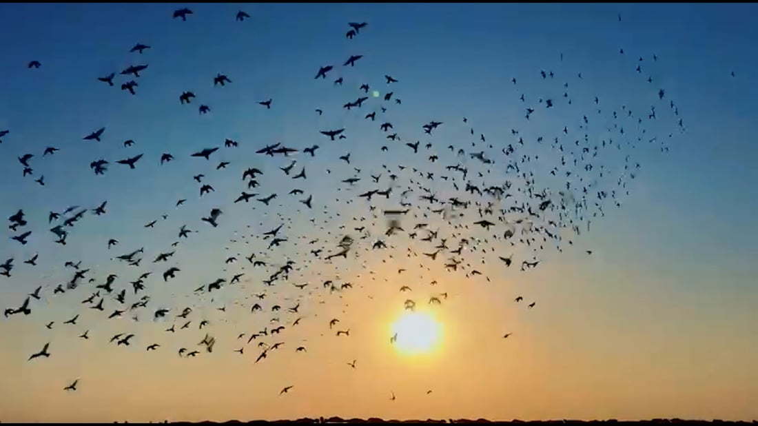 عيون مطيرجية النجف على مليون دولار في تايلند