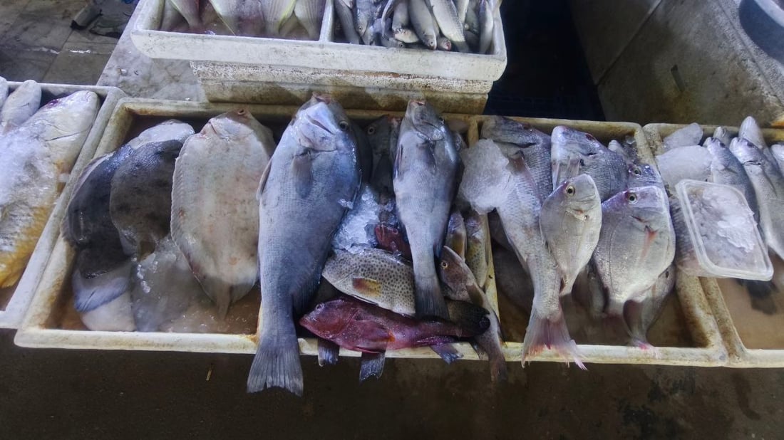 “الگبگب” ينعش مطاعم البصرة.. 5 أطنان وصلت بسعر 2000 دينار للكيلو (صور)