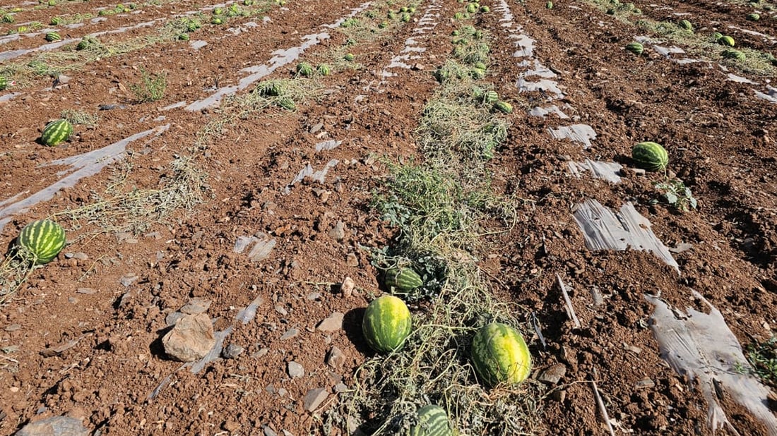 کێڵگە شوتی جوتیارێک خێری نەدایەوە و هەمووی نەخۆشی لێیداوە