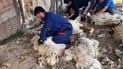 In Hatra’s villages, sheep shearing season blends labor, poetry and tribal celebration