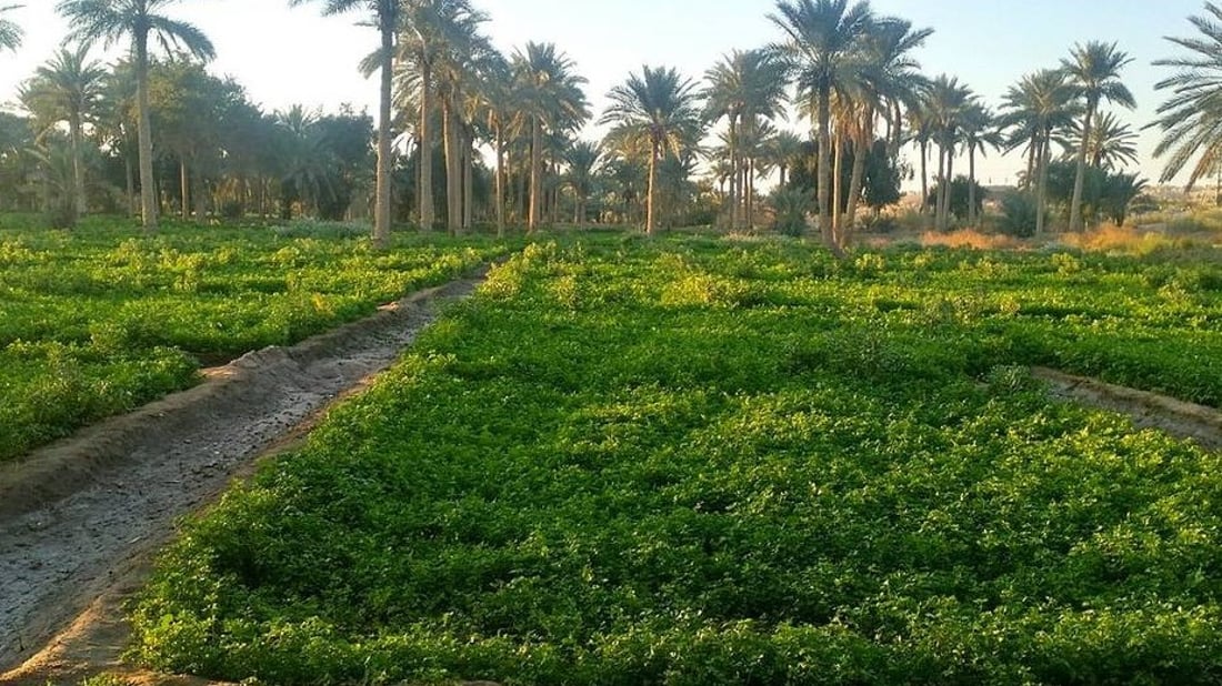 بحوزتها 6 ملايين دونم.. مساع لإعلان واسط عاصمة العراق الزراعية