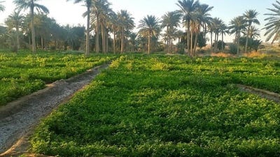 بحوزتها 6 ملايين دونم.. مساع لإعلان واسط عاصمة العراق الزراعية