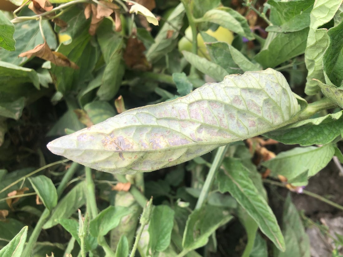 ئەندازیارێکی کشتوکاڵی هۆشداری بە جوتیارانی پێنجوێن دەدات دوای بارانبارین