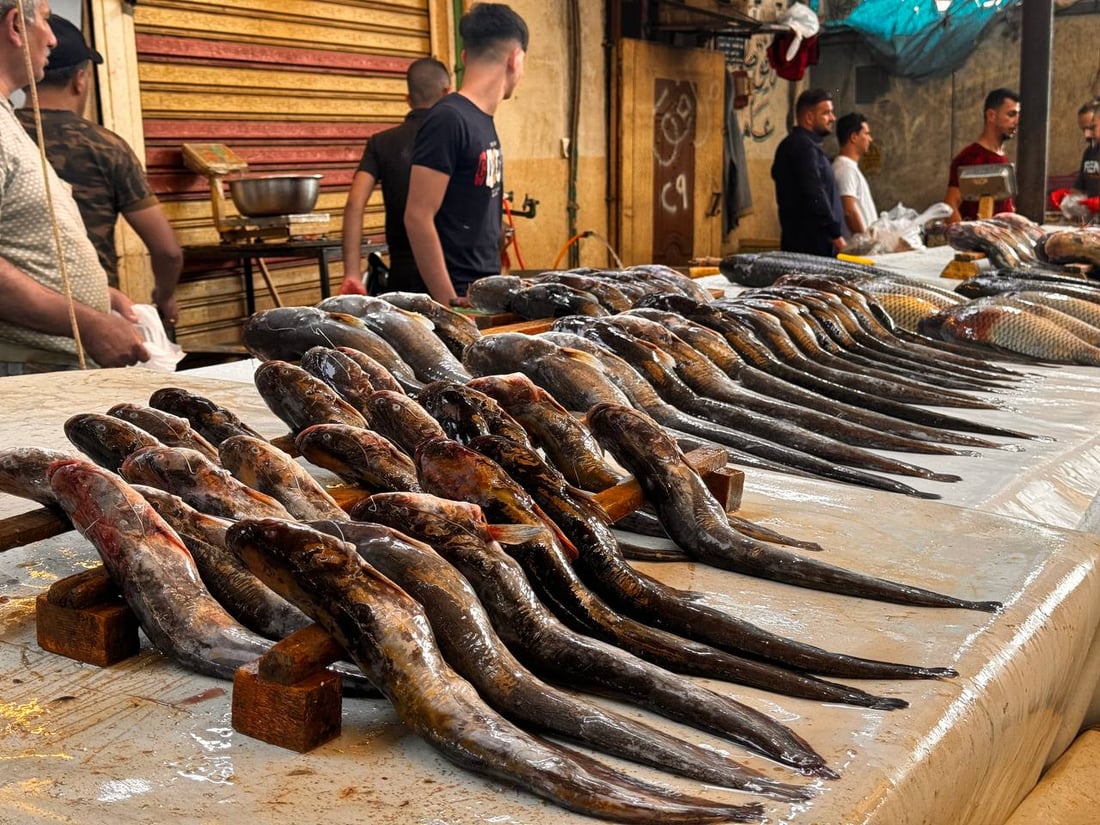 سوق السمك في الموصل ينتعش.. زوار أجانب يتوافدون يومياً (صور)