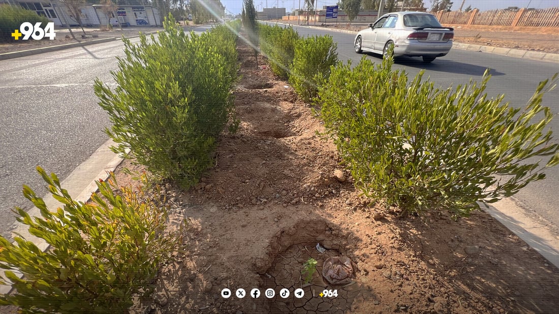 لە شەمامک دەست بەچاندنی حەوت هەزار دار کرا